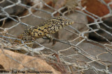 Nijlvaraan / Water Monitor