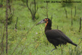 Zuidelijke Hoornraaf / Southern Ground Hornbill