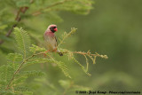 Roodbekwever / Red-Billed Quelea