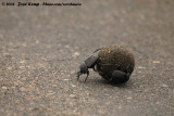 Mestkever / Dung Beetle