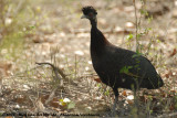 Kroonparelhoen / Crested Guineafowl