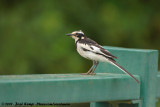 African Pied WagtailMotacilla aguimp vidua