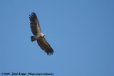 Witruggier / African White-backed Vulture