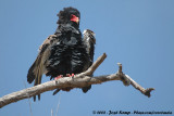 Bateleur / Bateleur