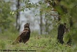 Bruine Slangenarend / Brown Snake-Eagle