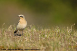 Northern Wheatear<br><i>Oenanthe oenanthe oenanthe</i>