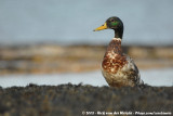 MallardAnas platyrhynchos platyrhynchos