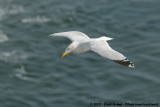 European Herring GullLarus argentatus argenteus