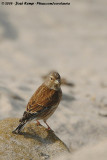 Common LinnetCarduelis cannabina autochthona