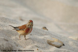 Common LinnetCarduelis cannabina autochthona