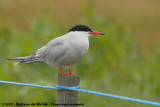 Common TernSterna hirundo hirundo