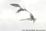 Common TernSterna hirundo hirundo
