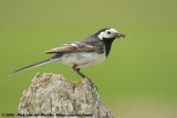 Pied WagtailMotacilla alba yarrellii