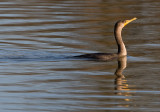 Double Crested Cormorant