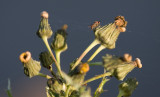 Fly on Weeds