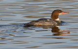 Merganser 2