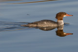 Merganser 3