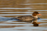 Merganser 4