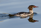 Merganser 1