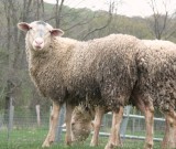 long valley sheep