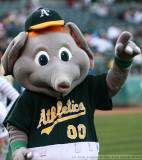 Oakland Athletics mascot Stumper