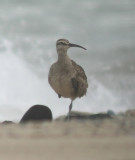 Whimbrel