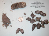 Owl Pellets