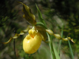 Yellow Ladys Slipper
