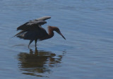 Reddish Egret