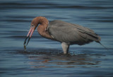 Reddish Egret