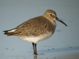Dunlin