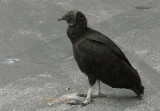 Black Vulture