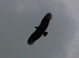 Black Vulture