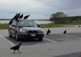 Black Vultures