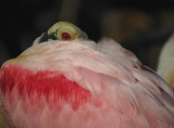 Roseate Spoonbill