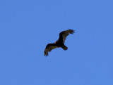 Turkey Vulture