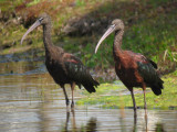 Glossy Ibises