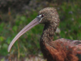 Glossy Ibis