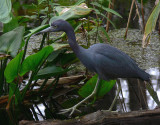 Little Blue Heron