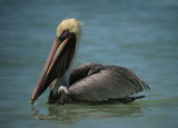 Brown Pelican