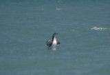 Red-throated Loon
