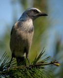 Florida Scrub Jay