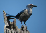 Florida Scrub Jay