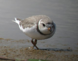 Piping Plover