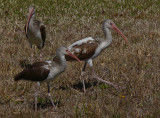 White Ibises, immature