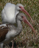 White Ibis adult and  imm.