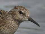 Least Sandpiper