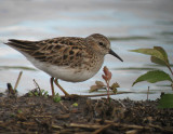 Least Sandpiper
