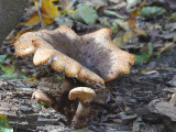 Ruffley fungus