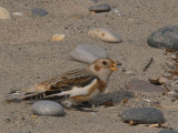 Snow Bunting